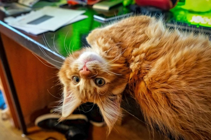 おちゃめなメインクーン