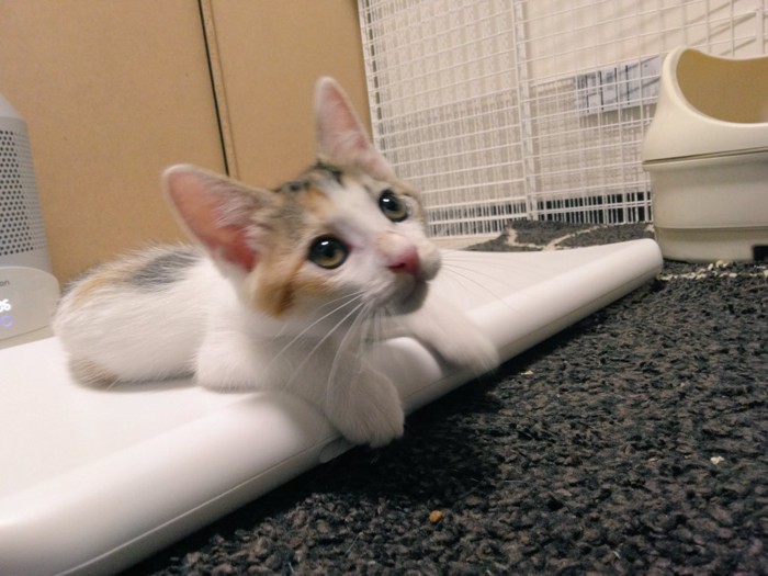 伏せをしている猫