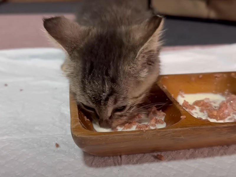 ご飯を食べる子猫