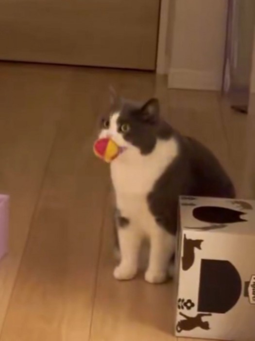 ボールを咥えて持ってきた猫