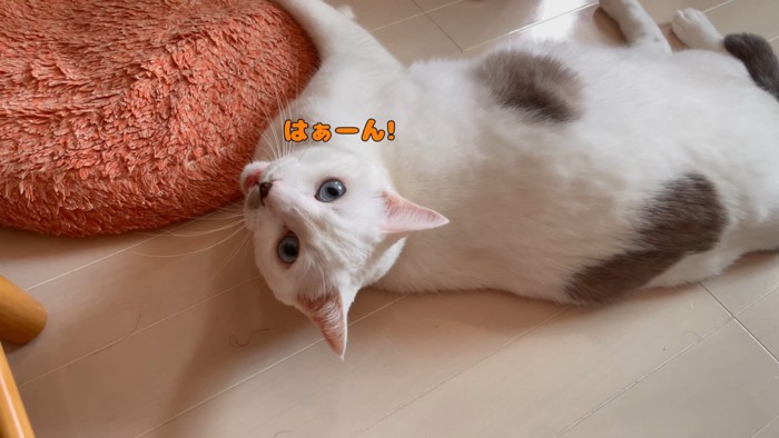 「はぁーん!」と鳴く猫