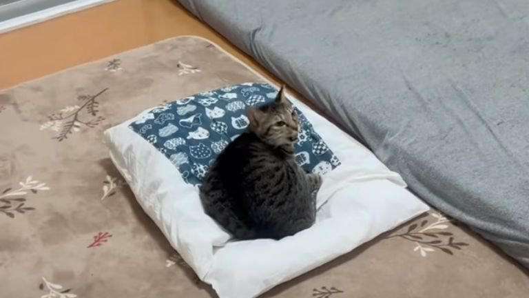 室内にいる猫