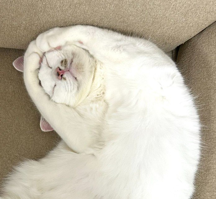 OKポーズで眠る猫(アップ)