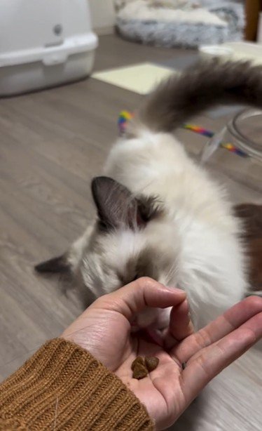 手のひらの上におやつを乗せた人とおやつを食べようとしている猫