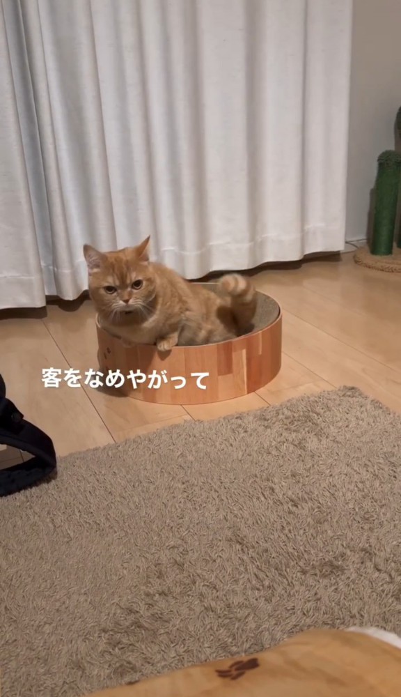 爪とぎベッドの中の猫