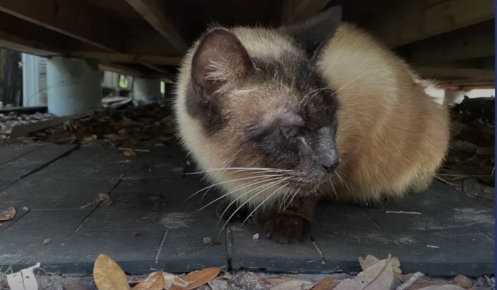 床下にシャム猫