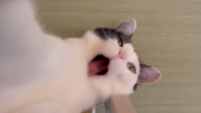 伸びをするウルン2