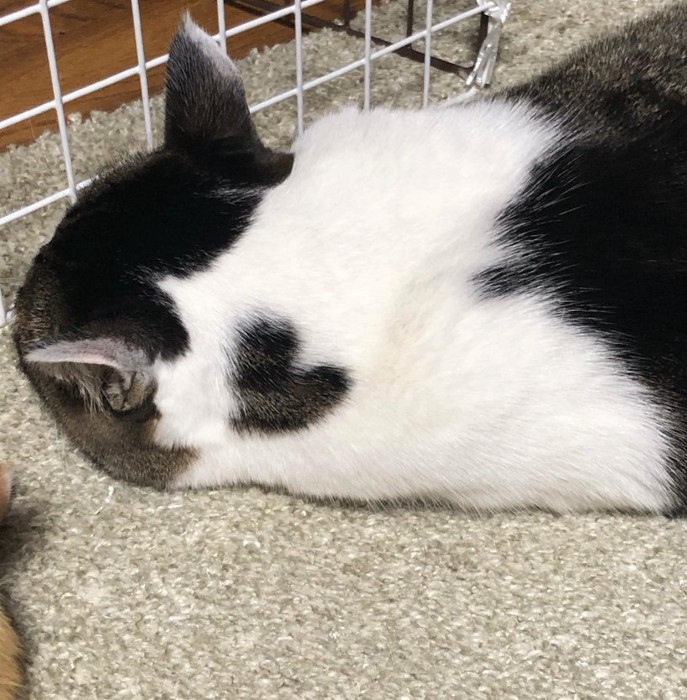 伏せて寝ている猫の後頭部