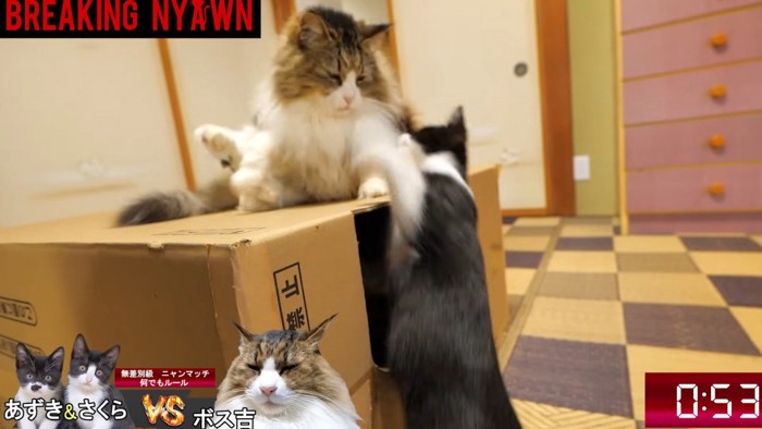 段ボール箱の上の猫を叩く猫
