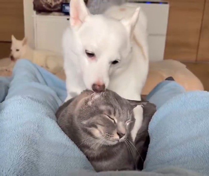 耳を舐め合う犬猫さんたち