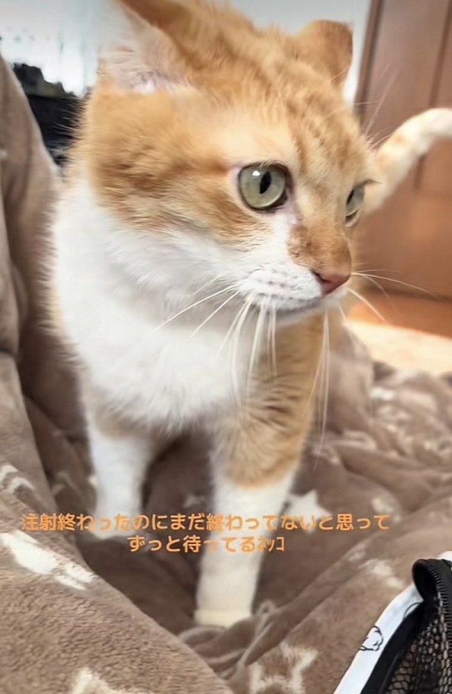 注射を終えて移動しようとする茶トラ猫
