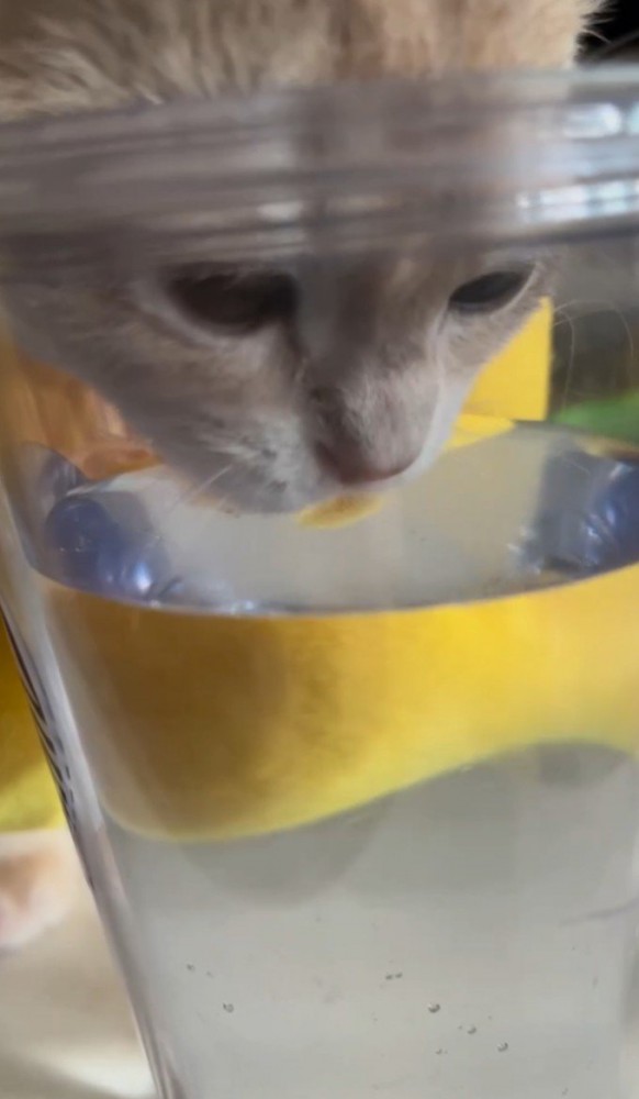 水に口元をつける猫