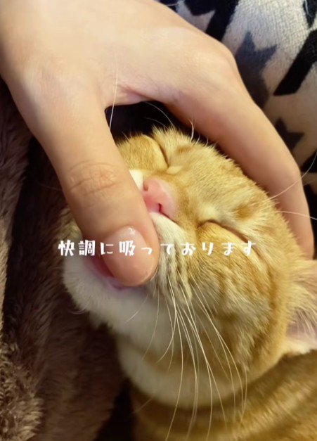 飼い主の指を吸う猫