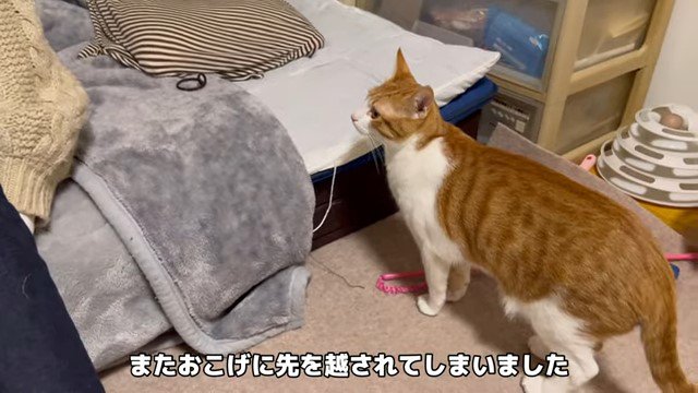 座っている女性の方を見ている猫