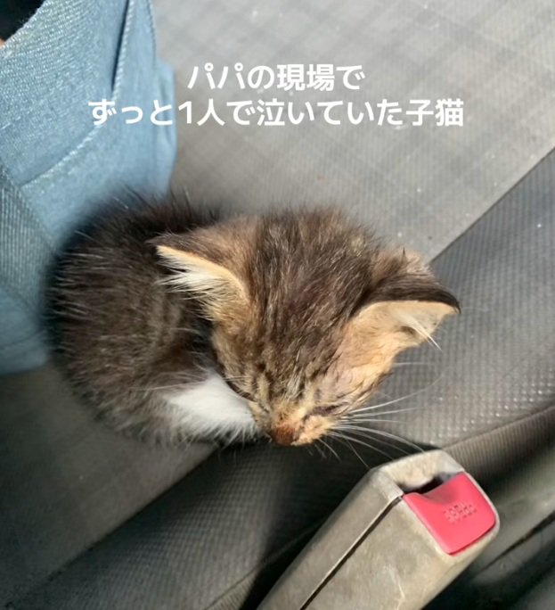 座っている子猫