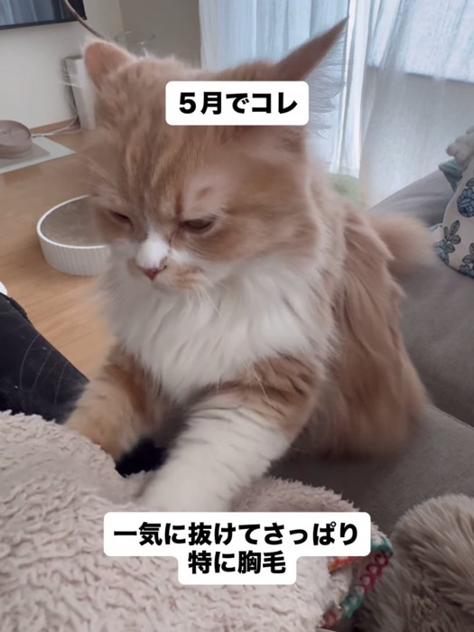毛布をふみふみする猫