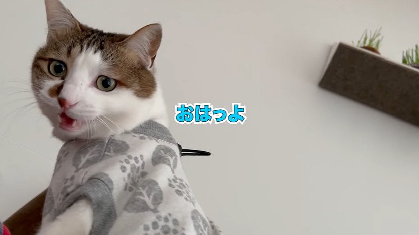 覗き込む猫1