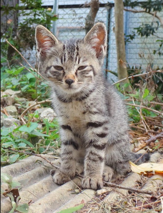 小さな子猫