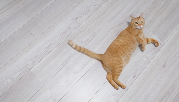 飼い主を見つめる猫