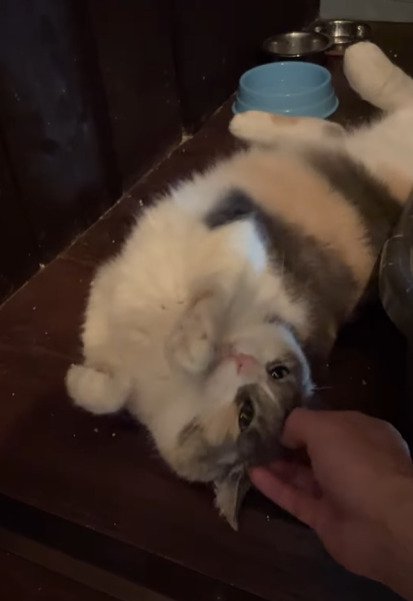 仰向けになる猫