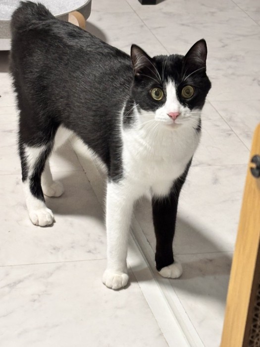 きょとんとした表情のハチワレ猫