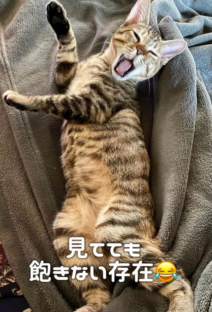 仰向けであくびをする猫