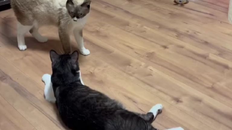 室内にいる猫たち