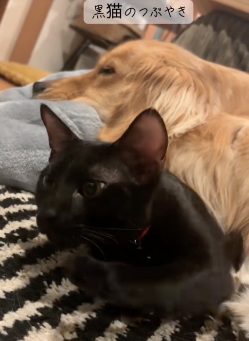 犬にくっつく黒猫