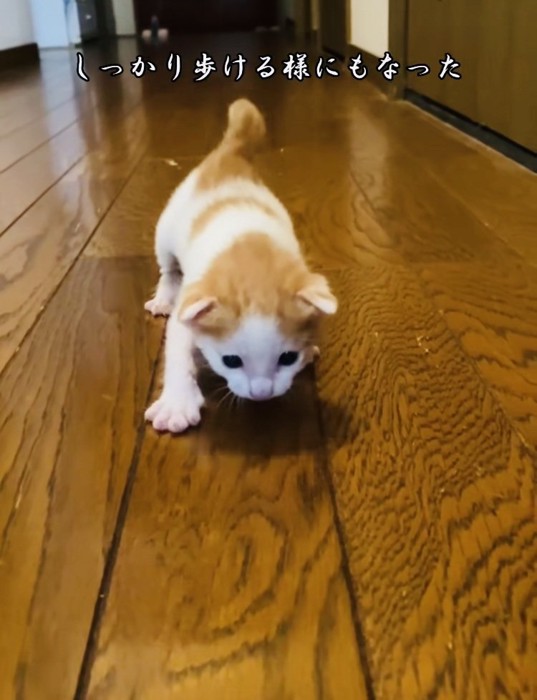 フローリングを歩く赤ちゃん猫