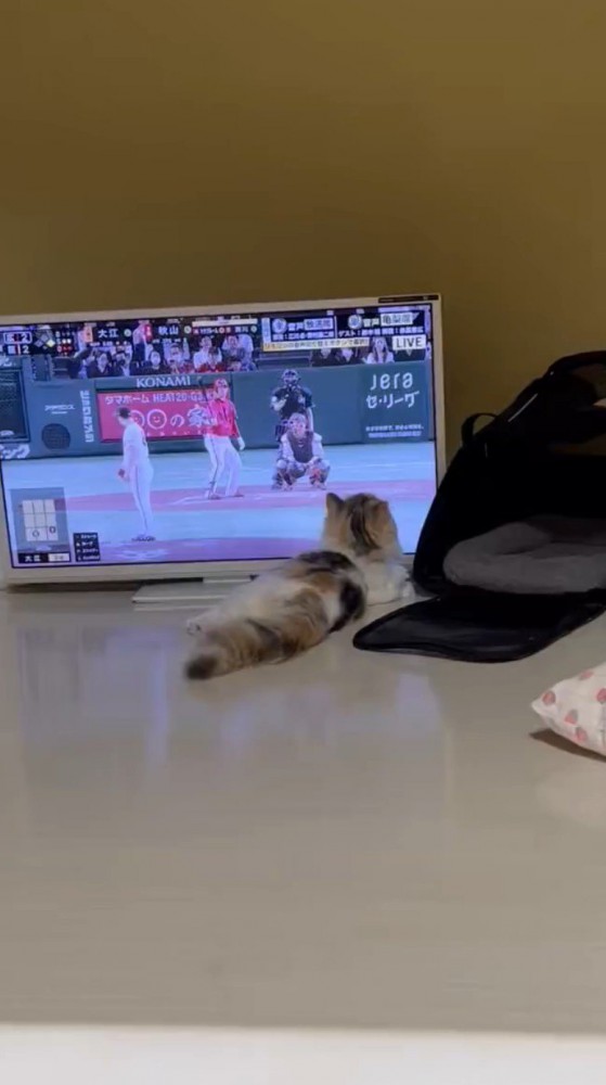 テレビを観る猫