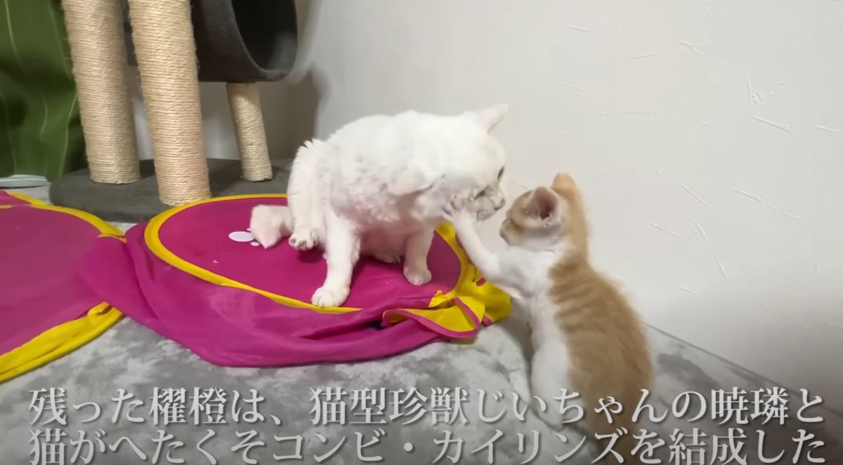 猫パンチする保護子猫