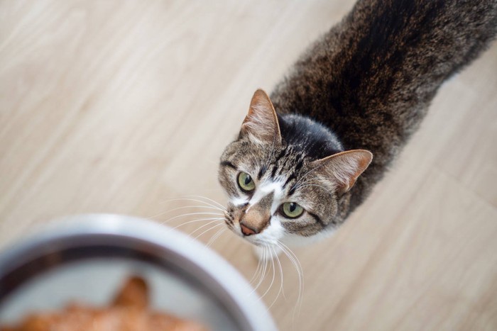 キャットフードをもらう猫