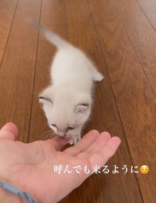 近寄る子猫