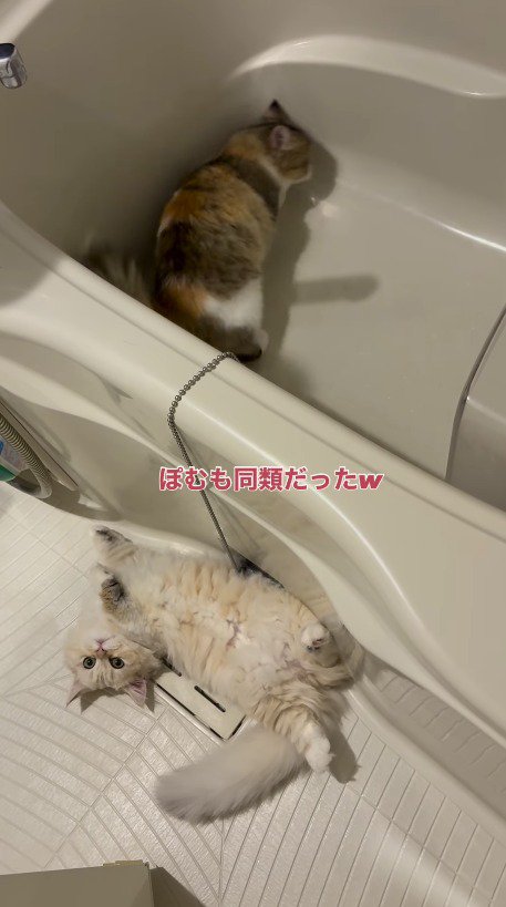 寝転がりながら飼い主を見上げるクリーム色の猫