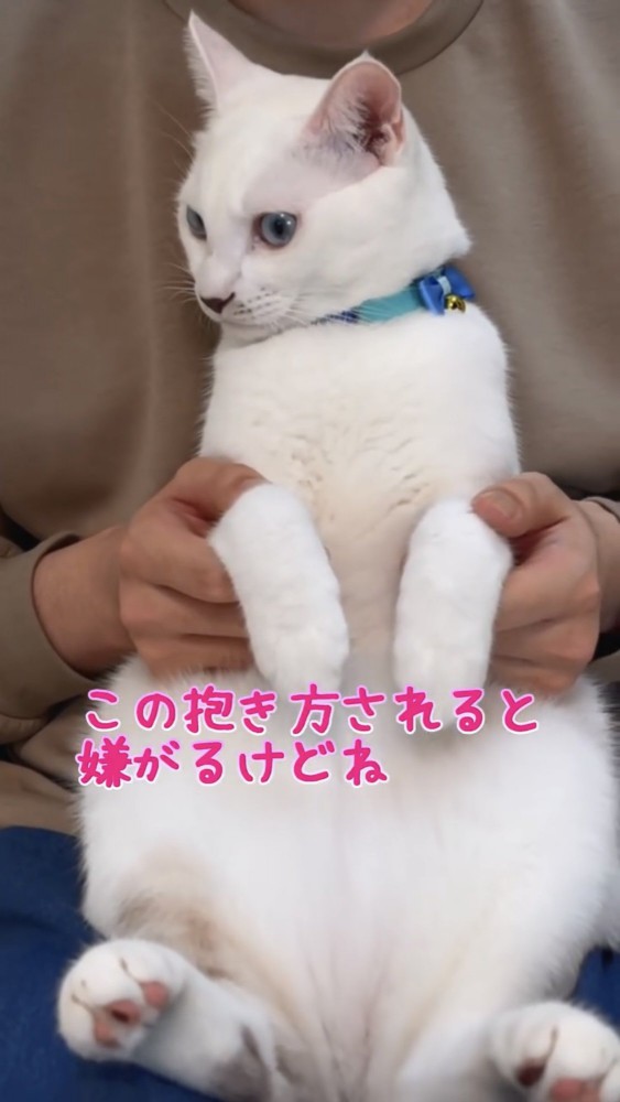 抱っこされる猫