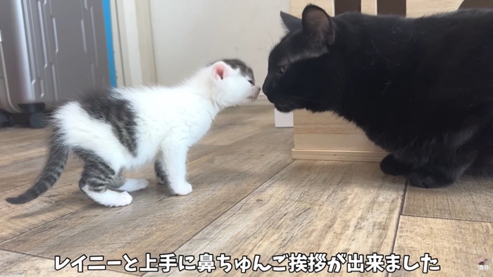 テロップ「レイニーと上手に～」