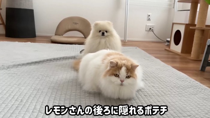 レモンくんに隠れるポテチくん