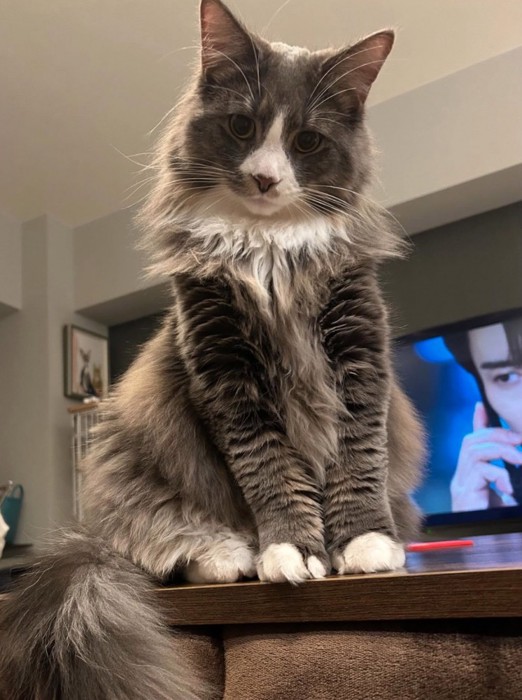 飼い主を見下ろす猫
