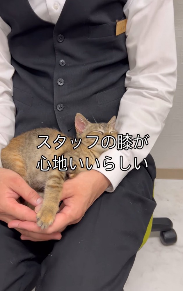 膝の上で眠る子猫