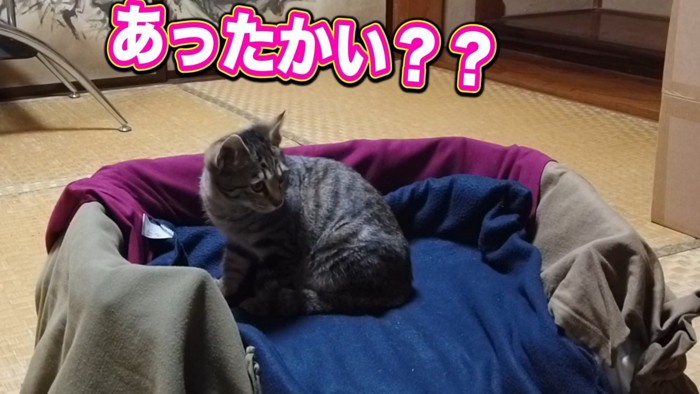 猫ベッドに乗った子猫