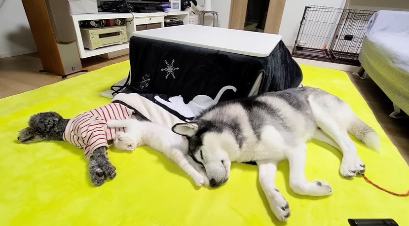 並んで眠る2匹の犬と子猫