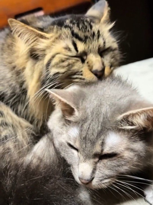 寄り添う2匹の猫