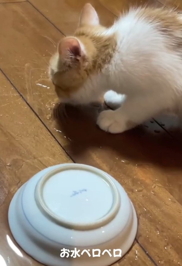 水を舐めるのんちゃん