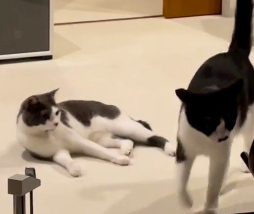 兄猫の後ろ姿を見送る妹猫