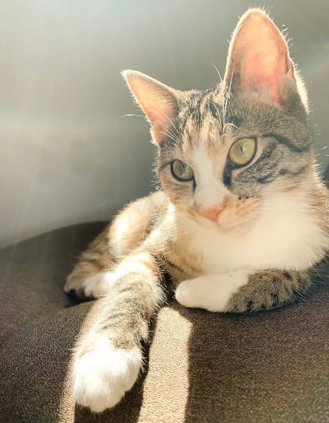 ソファでくつろいでいる猫(正面)