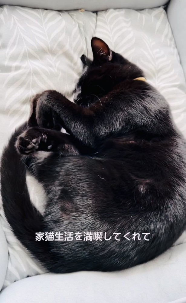 まるまって眠る黒猫