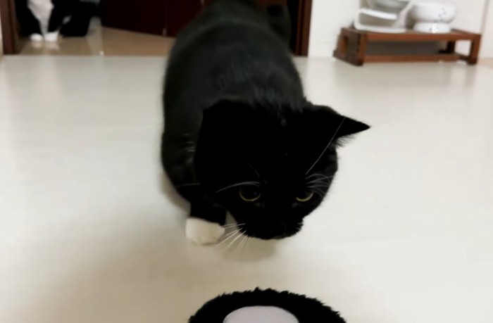 スリッパに近づく黒白猫