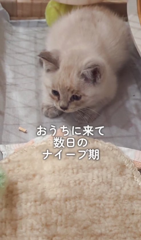 ケージの中で伏せをしている子猫