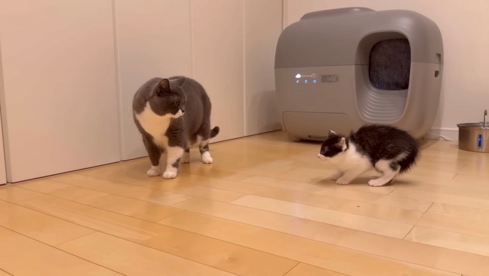 距離を取る先住猫