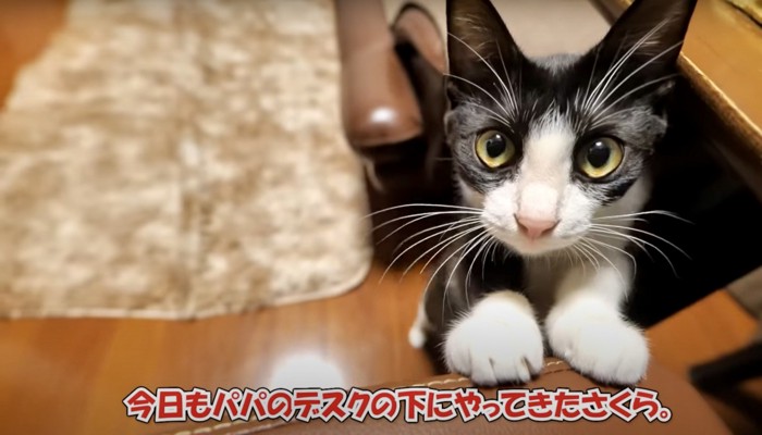 白黒模様の猫のドアップ
